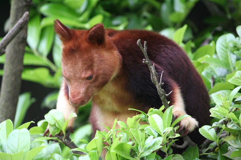 Kangourou arboricole